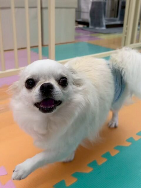ビビちゃん🐶
本日歯磨きトレーニングを開始して1年10ヶ月が経ちました
歯の状態は少し汚れてきましたが、キープはできています‼️このまま継続を意識して少し汚れが多いところは心がけて頑張っていきましょう✊

園内では朝からテンション高めでした‼️自分から匂いを嗅いだり、むくちゃんややん丸に遊びを誘われたり、自分から誘ったりもあって楽しんでいました👍

🐾🐶愛犬のお悩みご相談ください🐶🐾
@kenkohmura_official
 ↑フォロー待ってます↑

〒955-0091 新潟県三条市上須頃大割４２８−１
☎︎ 0256-35-2571
✉️ info@kenkohmura.jp
HP: https://kenkohmura.jp
LINE: https://lin.ee/7LIz5sb

#犬幸村#犬の幼稚園 #吠える、噛む #犬のしつけ #トイレ
チワワチワワ可愛いチワワ大好きチワワ倶楽部チワワかわいすぎる
