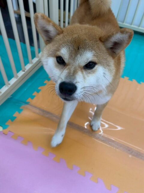 こまちゃん🐶
本日歯磨きトレーニングを開始して9ヶ月が経ちました🦷
歯の状態はかなりかなり綺麗なのでこのまま継続を意識して綺麗を保ちましょう✊

園内ではまるちゃんやペリーちゃん達にちょっかいを出されたり激しいお話し合いをしたり、ワンプロを仕掛けあったりして過ごしていました🤭

🐾🐶愛犬のお悩みご相談ください🐶🐾
@kenkohmura_official
 ↑フォロー待ってます↑

〒955-0091 新潟県三条市上須頃大割４２８−１
☎︎ 0256-35-2571
✉️ info@kenkohmura.jp
HP: https://kenkohmura.jp
LINE: https://lin.ee/7LIz5sb

#犬幸村#犬の幼稚園 #吠える、噛む #犬のしつけ #トイレ
柴犬柴犬可愛い柴犬大好き柴犬倶楽部柴犬大好き柴犬可愛いすぎる