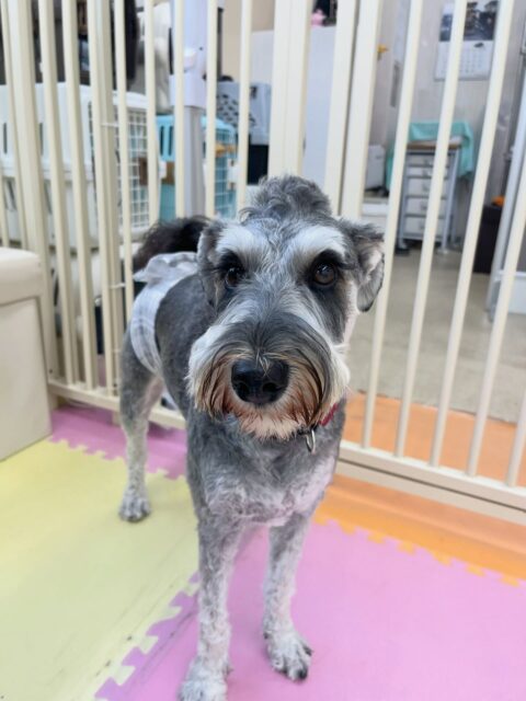 ペリーちゃん🐶
らぶちゃんが気になったみたいでヒップアタックして遊びに誘っていたり、鶴丸と遊んだりしていました🙌
お散歩トレーニングやお手入れも頑張っていました😊
🐾🐶愛犬のお悩みご相談ください🐶🐾
@kenkohmura_official
 ↑フォロー待ってます↑

〒955-0091 新潟県三条市上須頃大割４２８−１
☎︎ 0256-35-2571
✉️ info@kenkohmura.jp
HP: https://kenkohmura.jp
LINE: https://lin.ee/7LIz5sb

#犬幸村#犬の幼稚園 #吠える噛む #犬のしつけ #トイレ
 ミニチュアシュナウザー ミニチュアシュナウザー可愛い ミニチュアシュナウザー大好き