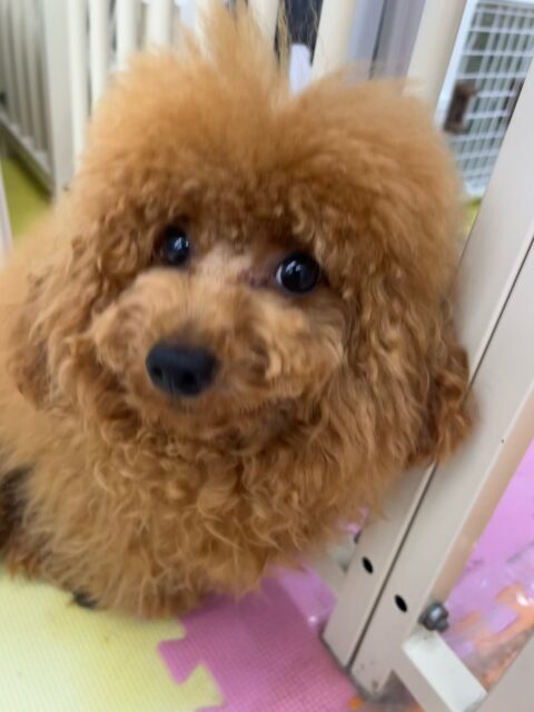 ププちゃん🐶
らぶちゃんが気に入ったみたいで遊びに誘ったり一緒に楽しそうに遊んだりしていました😄
お散歩トレーニングもルンルンで楽しそうでした🎶
🐾🐶愛犬のお悩みご相談ください🐶🐾
@kenkohmura_official
 ↑フォロー待ってます↑

〒955-0091 新潟県三条市上須頃大割４２８−１
☎︎ 0256-35-2571
✉️ info@kenkohmura.jp
HP: https://kenkohmura.jp
LINE: https://lin.ee/7LIz5sb

#犬幸村#犬の幼稚園 #吠える噛む #犬のしつけ #トイレ
 トイプードル トイプードル大好き トイプードル可愛い