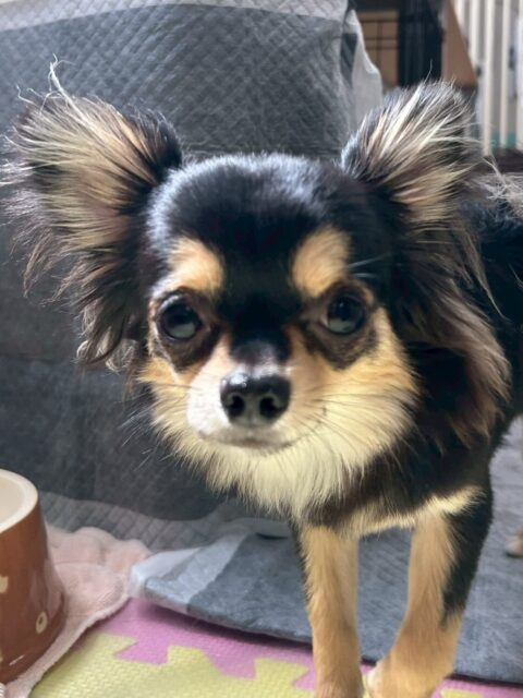 きりまるちゃん＆まろちゃん🐶
本日歯磨きトレーニングを開始して2ヶ月が経ちました🦷
歯の状態は2頭とも汚れがなく、綺麗な状態をキープできているのでこのまま継続を意識して頑張っていきましょう✊

園内できりまるちゃんは、朝から夕方までみんなと走り回ったり、ワンプロを仕掛けあったりして非常に楽しそうに遊び回って過ごしていました👍

まろちゃんは遊びを誘うのが上手で、おとなしい組の子達とも遊んで、ヤンチャ組の子達とも遊べているのですごくフレンドリーに1日を楽しんで過ごしていました👏

🐾🐶愛犬のお悩みご相談ください🐶🐾
@kenkohmura_official
 ↑フォロー待ってます↑

〒955-0091 新潟県三条市上須頃大割４２８−１
☎︎ 0256-35-2571
✉️ info@kenkohmura.jp
HP: https://kenkohmura.jp
LINE: https://lin.ee/7LIz5sb

#犬幸村#犬の幼稚園 #吠える、噛む #犬のしつけ #トイレ
チワワチワワ可愛いチワワ大好きチワワ倶楽部チワワ可愛いすぎる