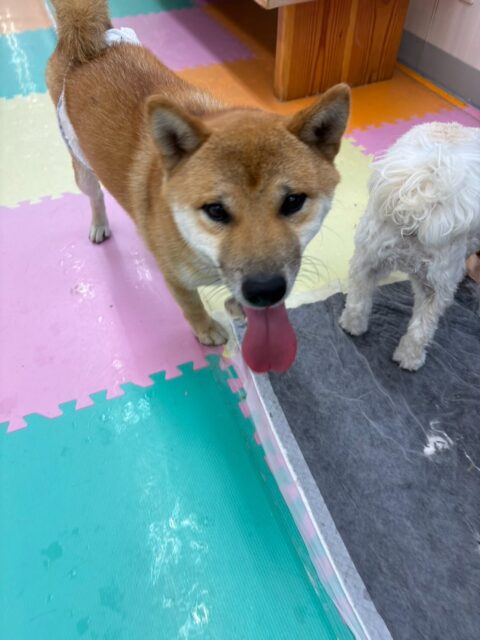 チャリーちゃん🐶
本日も朝から夕方までずーっとハイテンションでみんなを遊びに誘って、走り回ったり、ワンプロを仕掛けあったりして非常に楽しそうに過ごしていました🤣

🐾🐶愛犬のお悩みご相談ください🐶🐾
@kenkohmura_official
 ↑フォロー待ってます↑

〒955-0091 新潟県三条市上須頃大割４２８−１
☎︎ 0256-35-2571
✉️ info@kenkohmura.jp
HP: https://kenkohmura.jp
LINE: https://lin.ee/7LIz5sb

#犬幸村#犬の幼稚園 #吠える、噛む #犬のしつけ #トイレ
柴犬柴犬可愛い柴犬大好き柴犬倶楽部柴犬可愛すぎる