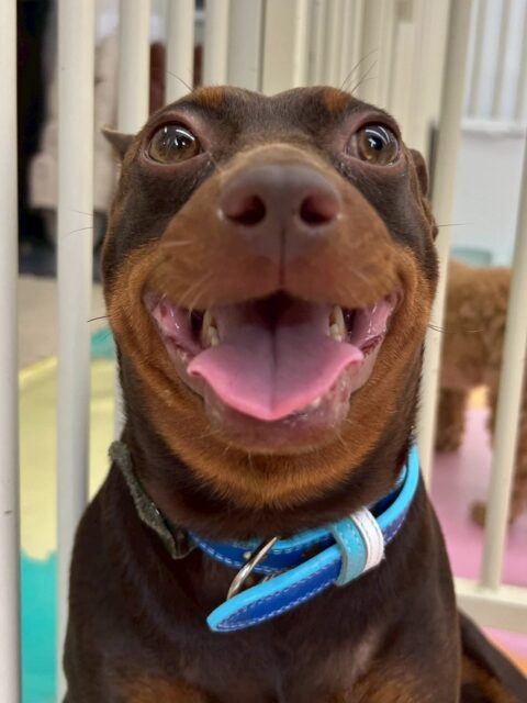 とらのすけちゃん🐶
本日は風夾ちゃんやププちゃん、ニコペットのちびっ子達と挨拶を交わしたり、走り回って遊んだりして過ごしていました👍

🐾🐶愛犬のお悩みご相談ください🐶🐾
@kenkohmura_official
 ↑フォロー待ってます↑

〒955-0091 新潟県三条市上須頃大割４２８−１
☎︎ 0256-35-2571
✉️ info@kenkohmura.jp
HP: https://kenkohmura.jp
LINE: https://lin.ee/7LIz5sb

#犬幸村#犬の幼稚園 #吠える、噛む #犬のしつけ #トイレ
ミニチュアピンシャーピンシャー可愛いピンシャー倶楽部ピンシャー可愛すぎる