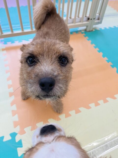 本日の鶴丸🐶
ペリーちゃんを遊びに誘ったり、みんなと上手に挨拶していました👏
🐾🐶愛犬のお悩みご相談ください🐶🐾
@kenkohmura_official
 ↑フォロー待ってます↑

〒955-0091 新潟県三条市上須頃大割４２８−１
☎︎ 0256-35-2571
✉️ info@kenkohmura.jp
HP: https://kenkohmura.jp
LINE: https://lin.ee/7LIz5sb

#犬幸村#犬の幼稚園 #吠える噛む #犬のしつけ #トイレ
 ノーリッチテリア ノーリッチテリア可愛い ノーリッチテリア大好き