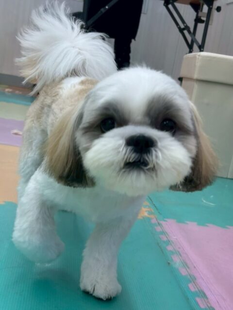 マルちゃん🐶
本日はカットやシャンプー、お手入れなどを、非常に頑張ってくれてとってもスムーズに終わらせられました🙇
普段イヤイヤな場所もだんだん慣れてきて上手になっていました👍

園内では朝からお帰りまで永遠に遊び回ったり、ワンプロを仕掛けあったりと本日も激しい1日でした🤣

🐾🐶愛犬のお悩みご相談ください🐶🐾
@kenkohmura_official
 ↑フォロー待ってます↑

〒955-0091 新潟県三条市上須頃大割４２８−１
☎︎ 0256-35-2571
✉️ info@kenkohmura.jp
HP: https://kenkohmura.jp
LINE: https://lin.ee/7LIz5sb

#犬幸村#犬の幼稚園 #吠える、噛む #犬のしつけ #トイレ
シーズーシーズー可愛いシーズー大好きシーズー倶楽部シーズー可愛いすぎる