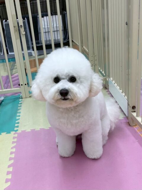 ピピちゃん🐶
本日はゴロー丸ちゃんが大好きなようで、自分から遊びに誘ってみたり、追いかけっこをしたりして楽しんでいました🤭
ゴロー丸ちゃんもピピちゃんのことが好きなのかカリカリされても怒らずに一緒に遊べていました👍

🐾🐶愛犬のお悩みご相談ください🐶🐾
@kenkohmura_official
 ↑フォロー待ってます↑

〒955-0091 新潟県三条市上須頃大割４２８−１
☎︎ 0256-35-2571
✉️ info@kenkohmura.jp
HP: https://kenkohmura.jp
LINE: https://lin.ee/7LIz5sb

#犬幸村#犬の幼稚園 #吠える、噛む #犬のしつけ #トイレ
ビションビションフリーゼビションフリーゼ大好きビションフリーゼ倶楽部ビションフリーゼ可愛すぎる