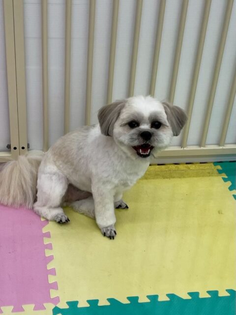 ゆずちゃん🐶
本日は朝からやん丸に恒例の挨拶をして、それからルンルンで走り回ったり、ニコペットのちびっ子達やマルちゃん、ププちゃん達とワンプロを仕掛けあったりして過ごしていました🤭

🐾🐶愛犬のお悩みご相談ください🐶🐾
@kenkohmura_official
 ↑フォロー待ってます↑

〒955-0091 新潟県三条市上須頃大割４２８−１
☎︎ 0256-35-2571
✉️ info@kenkohmura.jp
HP: https://kenkohmura.jp
LINE: https://lin.ee/7LIz5sb

#犬幸村#犬の幼稚園 #吠える、噛む #犬のしつけ #トイレ
ミックスミックス犬ミックス犬可愛いミックス犬大好きミックス犬倶楽部