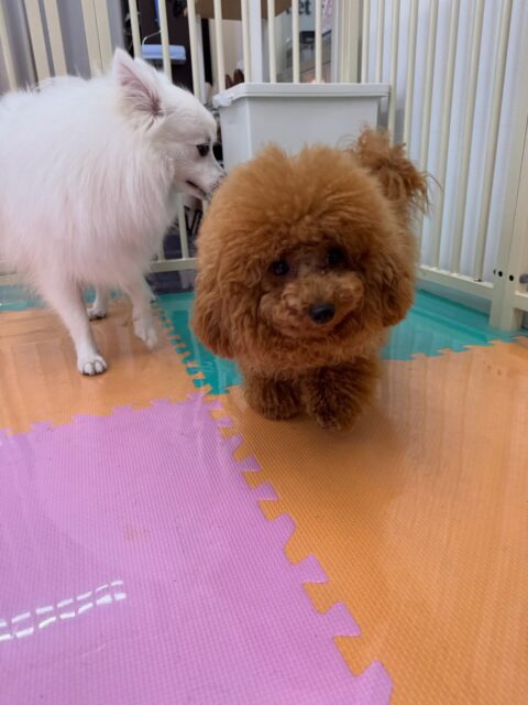 ププちゃん🐶
本日も、仲良しなモカちゃんや、きりまるちゃん、マルちゃん達と走り回ったり、ワンプロを仕掛けあったりして非常に楽しそうに過ごしていました🤭

🐾🐶愛犬のお悩みご相談ください🐶🐾
@kenkohmura_official
 ↑フォロー待ってます↑

〒955-0091 新潟県三条市上須頃大割４２８−１
☎︎ 0256-35-2571
✉️ info@kenkohmura.jp
HP: https://kenkohmura.jp
LINE: https://lin.ee/7LIz5sb

#犬幸村#犬の幼稚園 #吠える、噛む #犬のしつけ #トイレ
トイプートイプー可愛いトイプー大好きトイプー倶楽部トイプー可愛いすぎる