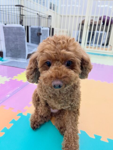 もこちゃん🐶
ペリーちゃんに遊びに誘われていたり、スタッフに撫でて〜と甘えたりしていました😆
🐾🐶愛犬のお悩みご相談ください🐶🐾
@kenkohmura_official
 ↑フォロー待ってます↑

〒955-0091 新潟県三条市上須頃大割４２８−１
☎︎ 0256-35-2571
✉️ info@kenkohmura.jp
HP: https://kenkohmura.jp
LINE: https://lin.ee/7LIz5sb

#犬幸村#犬の幼稚園 #吠える噛む #犬のしつけ #トイレ
 トイプードル トイプードル大好き トイプードル可愛い
