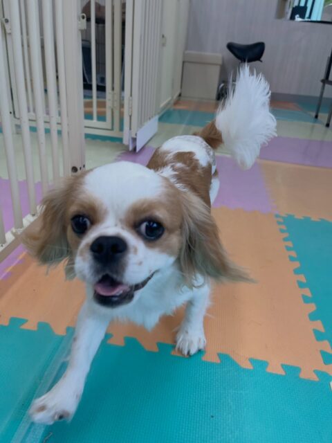 らぶちゃん🐶
ペリーちゃんやププちゃんと楽しそうに仲良く遊んでいました😄
午後からは疲れたのか休みながら遊んでいました✨️
🐾🐶愛犬のお悩みご相談ください🐶🐾
@kenkohmura_official
 ↑フォロー待ってます↑

〒955-0091 新潟県三条市上須頃大割４２８−１
☎︎ 0256-35-2571
✉️ info@kenkohmura.jp
HP: https://kenkohmura.jp
LINE: https://lin.ee/7LIz5sb

#犬幸村#犬の幼稚園 #吠える噛む #犬のしつけ #トイレ
 ミックス犬 ミックス犬可愛い ミックス犬大好き