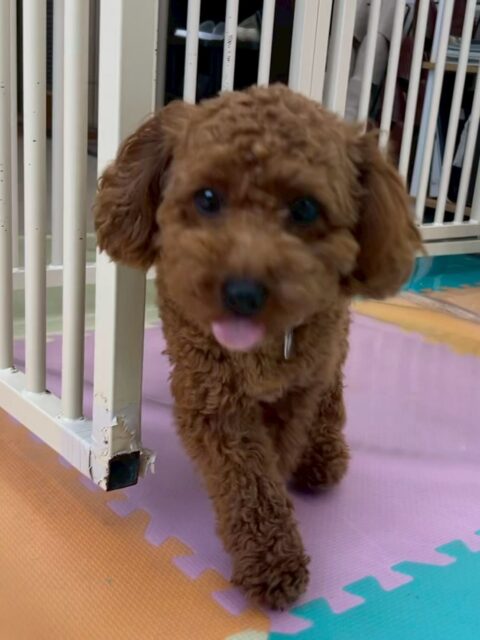 モカちゃん🐶
本日はマルちゃんやきりまるちゃん達と走り回って、激しいワンプロを仕掛けあったりして、非常に運動量の多い1日となりました👍

🐾🐶愛犬のお悩みご相談ください🐶🐾
@kenkohmura_official
 ↑フォロー待ってます↑

〒955-0091 新潟県三条市上須頃大割４２８−１
☎︎ 0256-35-2571
✉️ info@kenkohmura.jp
HP: https://kenkohmura.jp
LINE: https://lin.ee/7LIz5sb

#犬幸村#犬の幼稚園 #吠える、噛む #犬のしつけ #トイレ
トイプートイプー可愛いトイプー大好きトイプー倶楽部トイプー可愛いすぎる