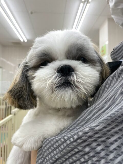 マルちゃん🐶
本日は朝からブーちゃんやむくちゃん、ぽん太達と走り回ったり、みんなで激しいワンプロを仕掛けあったりして楽しそうに遊び回っていました🤭

🐾🐶愛犬のお悩みご相談ください🐶🐾
@kenkohmura_official
 ↑フォロー待ってます↑

〒955-0091 新潟県三条市上須頃大割４２８−１
☎︎ 0256-35-2571
✉️ info@kenkohmura.jp
HP: https://kenkohmura.jp
LINE: https://lin.ee/7LIz5sb

#犬幸村#犬の幼稚園 #吠える、噛む #犬のしつけ #トイレ
シーズーシーズー可愛いシーズー倶楽部シーズー可愛いすぎるシーズー大好き