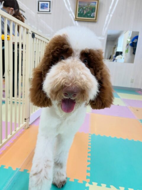 バロンちゃん🐶
ニコペットにいるビションフリーゼちゃんと1日激しく遊んでいました😆
走り回ったりワンプロしたり楽しそうでした🎶
🐾🐶愛犬のお悩みご相談ください🐶🐾
@kenkohmura_official
↑フォロー待ってます↑
〒955-0091 新潟県三条市上須頃大割428−1
☎︎ 0256-35-2571
✉️ info@kenkohmura.jp
HP: https://kenkohmura.jp
LINE: https://lin.ee/7LIz5sb
#犬幸村#犬の幼稚園 #吠える噛む #犬のしつけ #トイレ
スタンダードプードル スタンダードプードル可愛い スタンダードプードル大好き