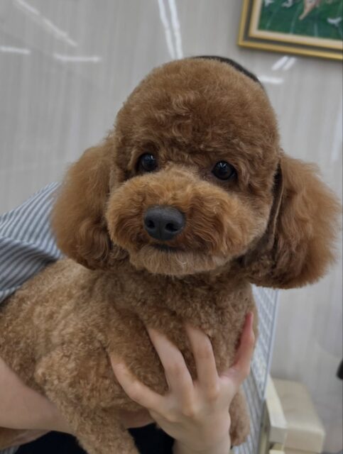 モコちゃん🐶
ププちゃんと遊んだり、みんなと上手に挨拶していました😊
カットやお手入れも頑張っていました✂️
🐾🐶愛犬のお悩みご相談ください🐶🐾
@kenkohmura_official
↑フォロー待ってます↑
〒955-0091 新潟県三条市上須頃大割428−1
☎︎ 0256-35-2571
✉️ info@kenkohmura.jp
HP: https://kenkohmura.jp
LINE: https://lin.ee/7LIz5sb
#犬幸村#犬の幼稚園 #吠える噛む #犬のしつけ #トイレ
トイプードル トイプードル可愛い トイプードル大好き