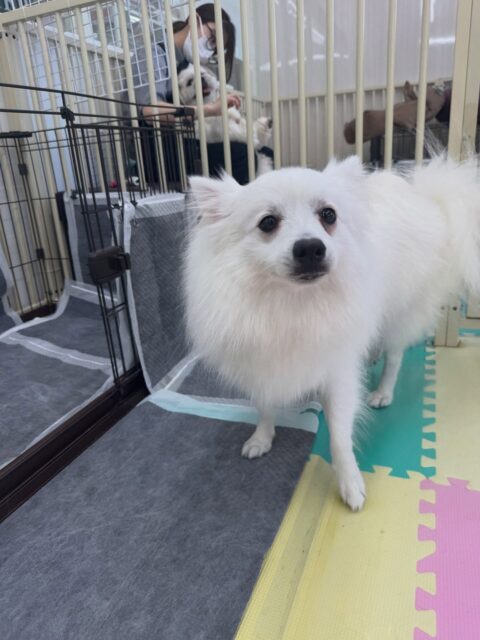 幸ちゃん🐶
本日はとらのすけちゃんがかなりお気に入りのようで、遊びに誘ってみたり、目の前で寝転んでみたりと非常に楽しそうに誘っていました🤣

🐾🐶愛犬のお悩みご相談ください🐶🐾
@kenkohmura_official
 ↑フォロー待ってます↑

〒955-0091 新潟県三条市上須頃大割４２８−１
☎︎ 0256-35-2571
✉️ info@kenkohmura.jp
HP: https://kenkohmura.jp
LINE: https://lin.ee/7LIz5sb

#犬幸村#犬の幼稚園 #吠える、噛む #犬のしつけ #トイレ
スピッツスピッツ大好きスピッツ倶楽部スピッツ可愛いすぎる