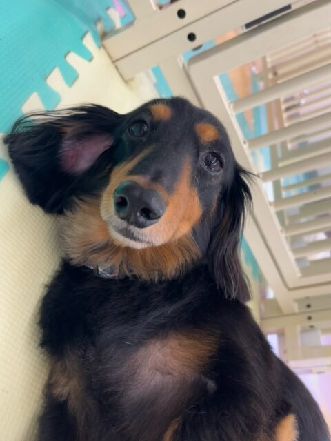 クッキーちゃん🐶
バロンちゃんやベンと挨拶していました😊
バロンちゃんにしつこく遊びに誘われると叱っていたりしていました✨️
🐾🐶愛犬のお悩みご相談ください🐶🐾
@kenkohmura_official
↑フォロー待ってます↑
〒955-0091 新潟県三条市上須頃大割428−1
☎︎ 0256-35-2571
✉️ info@kenkohmura.jp
HP: https://kenkohmura.jp
LINE: https://lin.ee/7LIz5sb
#犬幸村#犬の幼稚園 #吠える噛む #犬のしつけ #トイレ
ミニチュアダックスフンド ミニチュアダックスフンド可愛い ミニチュアダックスフンド大好き