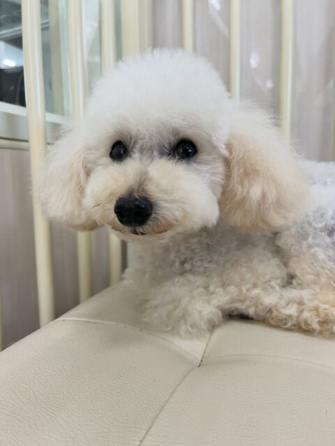 こむぎちゃん🐶
スタッフに撫でてもらって気持ちよさそうにしたり、ニコペットにいる子達に遊びに誘われていました😊
🐾🐶愛犬のお悩みご相談ください🐶🐾
@kenkohmura_official
↑フォロー待ってます↑
〒955-0091 新潟県三条市上須頃大割428−1
☎︎ 0256-35-2571
✉️ info@kenkohmura.jp
HP: https://kenkohmura.jp
LINE: https://lin.ee/7LIz5sb
#犬幸村#犬の幼稚園 #吠える噛む #犬のしつけ #トイレ
トイプードル トイプードル可愛い トイプードル大好き