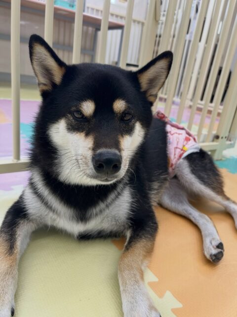 北斗ちゃん🐶
ニコペットにいるミックス犬ちゃんと楽しそうに走り回ったりして遊んでいました✨️
服の練習も上手にできていました👏
🐾🐶愛犬のお悩みご相談ください🐶🐾
@kenkohmura_official
↑フォロー待ってます↑
〒955-0091 新潟県三条市上須頃大割428−1
☎︎ 0256-35-2571
✉️ info@kenkohmura.jp
HP: https://kenkohmura.jp
LINE: https://lin.ee/7LIz5sb
#犬幸村#犬の幼稚園 #吠える噛む #犬のしつけ #トイレ
黒柴 黒柴大好き 黒柴可愛い