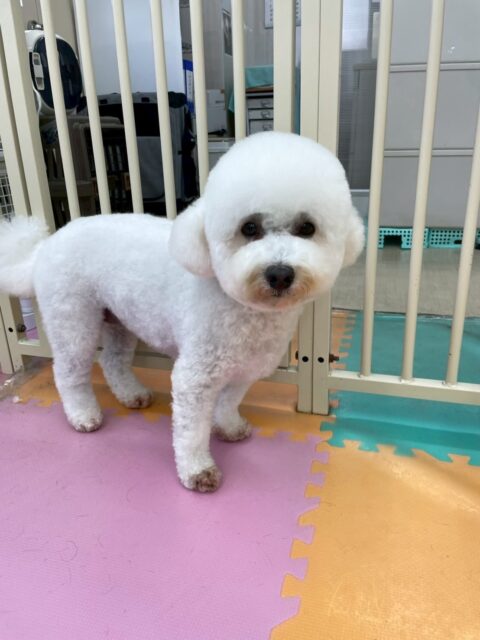 よもぎちゃん🐶
クッキーちゃんやベンと挨拶していたり、バロンちゃんに遊びに誘われていたりしていました😁
🐾🐶愛犬のお悩みご相談ください🐶🐾
@kenkohmura_official
↑フォロー待ってます↑
〒955-0091 新潟県三条市上須頃大割428−1
☎︎ 0256-35-2571
✉️ info@kenkohmura.jp
HP: https://kenkohmura.jp
LINE: https://lin.ee/7LIz5sb
#犬幸村#犬の幼稚園 #吠える噛む #犬のしつけ #トイレ
ミックス犬 ミックス犬大好き ミックス犬可愛い