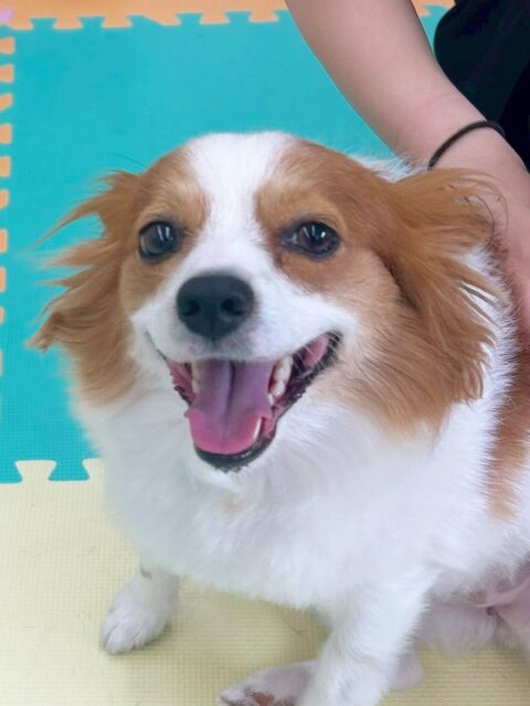 マロンちゃん🐶
今日もリラちゃんやすけちゃんから大人気でした😊
寝転びながらちょうだいを披露してくれたり甘噛みくんで遊んだりして楽しそうに過ごしていました😆
🐾🐶愛犬のお悩みご相談ください🐶🐾
@kenkohmura_official
↑フォロー待ってます↑
〒955-0091 新潟県三条市上須頃大割428−1
☎︎ 0256-35-2571
✉️ info@kenkohmura.jp
HP: https://kenkohmura.jp
LINE: https://lin.ee/7LIz5sb
#犬幸村#犬の幼稚園 #吠える、噛む #犬のしつけ #トイレ
パピヨン パピヨンだいすき ぱぴよん