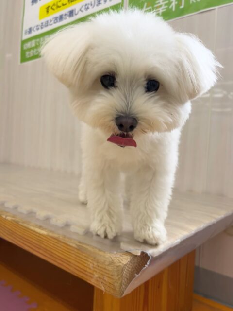 ポコちゃん🐶
大好きなププちゃんと楽しそうに遊んだり、バロンちゃんに遊びに誘われていました☺️
歯磨きトレーニング開始して1年11ヶ月経過しました🦷🪥✨
歯の白さこれからもキープしていきましょう!
🐾🐶愛犬のお悩みご相談ください🐶🐾
@kenkohmura_official
↑フォロー待ってます↑
〒955-0091 新潟県三条市上須頃大割428−1
☎︎ 0256-35-2571
✉️ info@kenkohmura.jp
HP: https://kenkohmura.jp
LINE: https://lin.ee/7LIz5sb
#犬幸村#犬の幼稚園 #吠える噛む #犬のしつけ #トイレ
ミックス犬 ミックス犬可愛い ミックス犬大好き