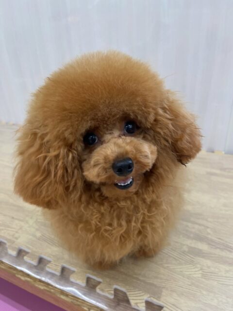 ププちゃん🐶
仲良しのポコちゃんやニコペットにいる子達と仲良く遊んでいました✨️
お手入れやカットも頑張っていました✂️
🐾🐶愛犬のお悩みご相談ください🐶🐾
@kenkohmura_official
↑フォロー待ってます↑
〒955-0091 新潟県三条市上須頃大割428−1
☎︎ 0256-35-2571
✉️ info@kenkohmura.jp
HP: https://kenkohmura.jp
LINE: https://lin.ee/7LIz5sb
#犬幸村#犬の幼稚園 #吠える噛む #犬のしつけ #トイレ
トイプードル トイプードル大好き トイプードル可愛い