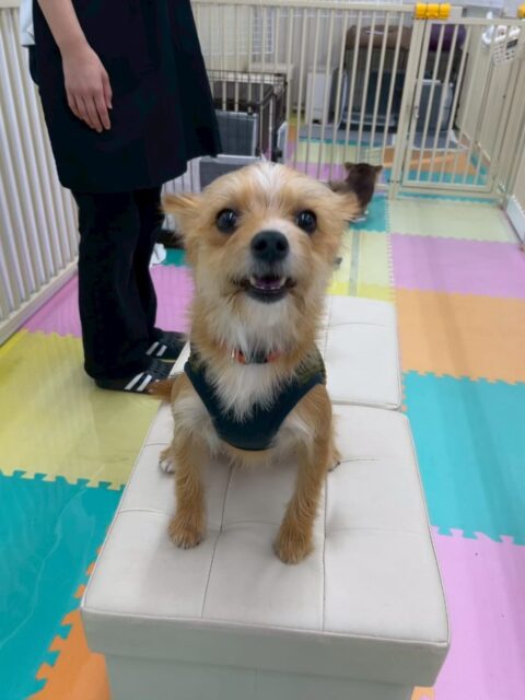 もなかちゃん🐶
本日は幼稚園体験に来てくれた子達やモカちゃん、まろちゃん達といっしょに仲良く匂いを嗅ぎ合ったり、挨拶を交わしたりコミュニケーションをとっていました🤭
🐾🐶愛犬のお悩みご相談ください🐶🐾
@kenkohmura_official
↑フォロー待ってます↑
〒955-0091 新潟県三条市上須頃大割428−1
☎︎ 0256-35-2571
✉️ info@kenkohmura.jp
HP: https://kenkohmura.jp
LINE: https://lin.ee/7LIz5sb
#犬幸村#犬の幼稚園 #吠える、噛む #犬のしつけ #トイレ
ミックスミックス犬ミックス犬可愛いミックス犬大好きミックス犬倶楽部