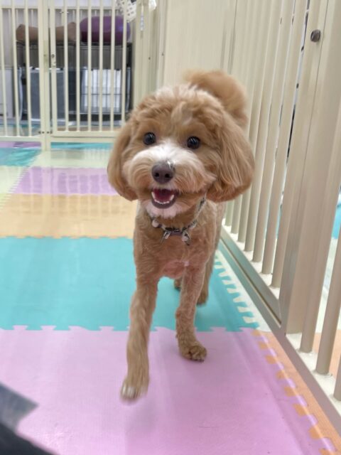 幼稚園体験に来てくれました🐶
最初は少し緊張している様子でしたがすぐにスタッフに挨拶をしてくれたり、園内を探検したりしていました😊
園内を探検した後でププちゃんに遊びに誘われて追いかけっこをしたりしていました😆
短い時間でしたがとてもいい経験になったと思います✨
🐾🐶愛犬のお悩みご相談ください🐶🐾
@kenkohmura_official
↑フォロー待ってます↑
〒955-0091 新潟県三条市上須頃大割428−1
☎︎ 0256-35-2571
✉️ info@kenkohmura.jp
HP: https://kenkohmura.jp
LINE: https://lin.ee/7LIz5sb
#犬幸村#犬の幼稚園 #吠える、噛む #犬のしつけ #トイレ
ミックス犬 mix犬 ミックス犬だいすき