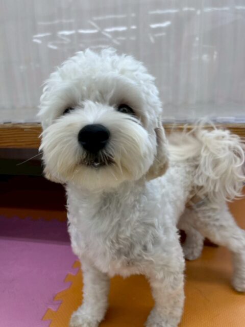 ふうちゃん🐶
本日はまるちゃんやチャリーちゃん達とやりあえるほど活発でヤンチャに遊び回っていました🤭
みんなと遊んで夕方になるとヘトヘトになってみんなと一緒に休んでいました🤣
🐾🐶愛犬のお悩みご相談ください🐶🐾
@kenkohmura_official
↑フォロー待ってます↑
〒955-0091 新潟県三条市上須頃大割428−1
☎︎ 0256-35-2571
✉️ info@kenkohmura.jp
HP: https://kenkohmura.jp
LINE: https://lin.ee/7LIz5sb
#犬幸村#犬の幼稚園 #吠える、噛む #犬のしつけ #トイレ
ミックスミックス犬ミックス犬可愛いミックス犬倶楽部ミックス犬大好き