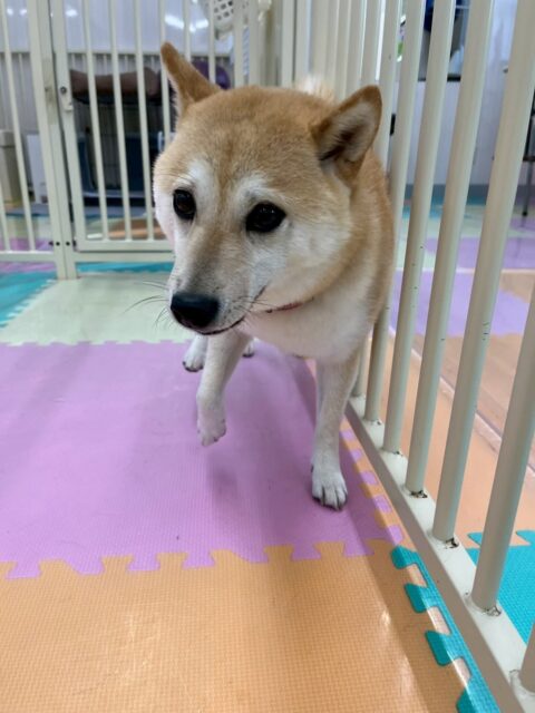 寅丸ちゃん🐶
本日はチャリーちゃんやまるちゃん達にたくさん遊びをさそわれたり、誘ったりして激しく遊び回っていました🤭
途中疲れて眠ったりしていましたが、最後まで楽しそうに遊び回っていました👍
🐾🐶愛犬のお悩みご相談ください🐶🐾
@kenkohmura_official
↑フォロー待ってます↑
〒955-0091 新潟県三条市上須頃大割428−1
☎︎ 0256-35-2571
✉️ info@kenkohmura.jp
HP: https://kenkohmura.jp
LINE: https://lin.ee/7LIz5sb
#犬幸村#犬の幼稚園 #吠える、噛む #犬のしつけ #トイレ
柴犬柴犬可愛い柴犬大好き柴犬倶楽部柴犬可愛すぎる