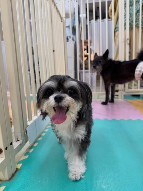 本日幼稚園体験に来てくれました🐶
最初は2頭とも周りを警戒してキョロキョロしたり、匂いを嗅いでいたりしていましたが、だんだん慣れてきたのか、園内を歩き回ったり、走って探検などもできるようになっていてすごかったです👍
短い時間でしたが、かなり良い練習になったかなと思います‼️
🐾🐶愛犬のお悩みご相談ください🐶🐾
@kenkohmura_official
↑フォロー待ってます↑
〒955-0091 新潟県三条市上須頃大割428−1
☎︎ 0256-35-2571
✉️ info@kenkohmura.jp
HP: https://kenkohmura.jp
LINE: https://lin.ee/7LIz5sb
#犬幸村#犬の幼稚園 #吠える、噛む #犬のしつけ #トイレ
ミックスミックス犬チワワチワワ可愛い