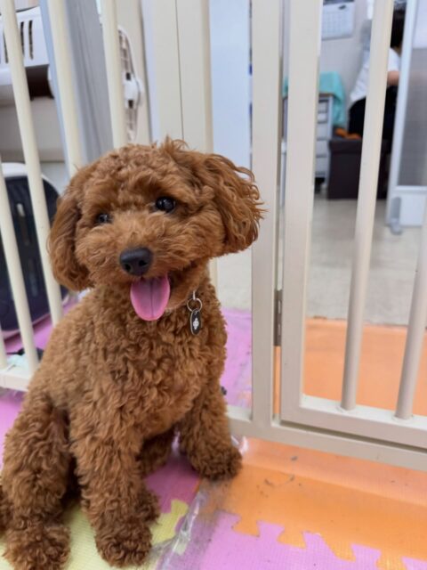 モカちゃん🐶
本日は仲良しのきりまるちゃんやぽん太達と走り回ったり、みんなでワンプロを仕掛けあったりして過ごしていました🤭
きりまるちゃんが大好きなようで遊びを誘ったりしてはしゃいで過ごしていました👍
🐾🐶愛犬のお悩みご相談ください🐶🐾
@kenkohmura_official
↑フォロー待ってます↑
〒955-0091 新潟県三条市上須頃大割428−1
☎︎ 0256-35-2571
✉️ info@kenkohmura.jp
HP: https://kenkohmura.jp
LINE: https://lin.ee/7LIz5sb
#犬幸村#犬の幼稚園 #吠える、噛む #犬のしつけ #トイレ
トイプートイプー可愛いトイプー大好きトイプー倶楽部