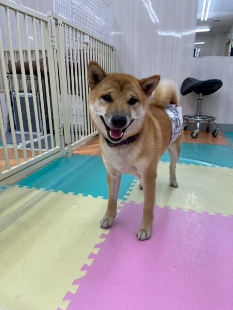 チャリーちゃん🐶
本日はヤンチャ組でまるちゃんや、寅丸ちゃん、ふうちゃん達とみんなで走り回ったり、ワンプロを仕掛けあったりはしゃぎ回っていました🤭
🐾🐶愛犬のお悩みご相談ください🐶🐾
@kenkohmura_official
↑フォロー待ってます↑
〒955-0091 新潟県三条市上須頃大割428−1
☎︎ 0256-35-2571
✉️ info@kenkohmura.jp
HP: https://kenkohmura.jp
LINE: https://lin.ee/7LIz5sb
#犬幸村#犬の幼稚園 #吠える、噛む #犬のしつけ #トイレ
柴犬柴犬可愛い柴犬大好き柴犬倶楽部柴犬可愛すぎる
