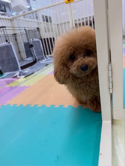 ププちゃん🐶
本日はきりまるちゃんやまろちゃん、ぽん太達と走り回ったりして完全に疲れ切っていました🤣
みんなと遊べて満足そうなププちゃん‼️本日も全力で遊べていました👏
🐾🐶愛犬のお悩みご相談ください🐶🐾
@kenkohmura_official
↑フォロー待ってます↑
〒955-0091 新潟県三条市上須頃大割428−1
☎︎ 0256-35-2571
✉️ info@kenkohmura.jp
HP: https://kenkohmura.jp
LINE: https://lin.ee/7LIz5sb
#犬幸村#犬の幼稚園 #吠える、噛む #犬のしつけ #トイレ
トイプートイプー可愛いトイプー倶楽部トイプー可愛いすぎる