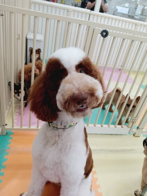 バロンちゃん🐶
本日はぽん太と大乱闘‼️とっても激しいワンプロを午前中永遠とやっていました🤭
午後からはマルちゃんやブーちゃん、鶴丸達と激しくワンプロを仕掛けあったりして楽しそうに過ごしていました👍

🐾🐶愛犬のお悩みご相談ください🐶🐾
@kenkohmura_official
 ↑フォロー待ってます↑

〒955-0091 新潟県三条市上須頃大割４２８−１
☎︎ 0256-35-2571
✉️ info@kenkohmura.jp
HP: https://kenkohmura.jp
LINE: https://lin.ee/7LIz5sb

#犬幸村#犬の幼稚園 #吠える、噛む #犬のしつけ #トイレ
スタンダードプードルスタンプースタンプー可愛いスタンプー倶楽部スタンプー可愛すぎる