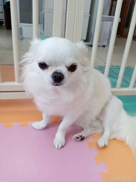 ビビちゃん🐶
本日は久しぶりの神楽達と会えて嬉しいのかいつもの数倍はテンションが高かったです🤣
みんなと乗っかりあいっこをしたり、走ったり、遊び仕掛けあったりして楽しそうに過ごしていました🤭

🐾🐶愛犬のお悩みご相談ください🐶🐾
@kenkohmura_official
 ↑フォロー待ってます↑

〒955-0091 新潟県三条市上須頃大割４２８−１
☎︎ 0256-35-2571
✉️ info@kenkohmura.jp
HP: https://kenkohmura.jp
LINE: https://lin.ee/7LIz5sb

#犬幸村#犬の幼稚園 #吠える、噛む #犬のしつけ #トイレ
チワワチワワ可愛いチワワ倶楽部チワワ可愛すぎる