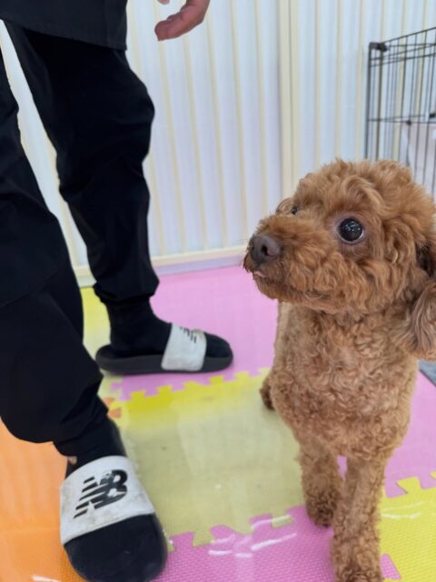もこちゃん🐶
本日は鶴丸や、やん丸、むくちゃんや風夾ちゃん達の匂いをかいだり、スタッフに構ってアピールを激しくしてくれたりして可愛すぎました😍

🐾🐶愛犬のお悩みご相談ください🐶🐾
@kenkohmura_official
 ↑フォロー待ってます↑

〒955-0091 新潟県三条市上須頃大割４２８−１
☎︎ 0256-35-2571
✉️ info@kenkohmura.jp
HP: https://kenkohmura.jp
LINE: https://lin.ee/7LIz5sb

#犬幸村#犬の幼稚園 #吠える、噛む #犬のしつけ #トイレ
トイプートイプー可愛いトイプー倶楽部トイプー可愛すぎるトイプー大好き