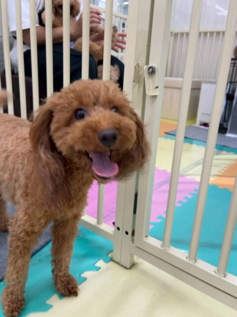 チコちゃん🐶
本日歯磨きトレーニングを開始して1年10ヶ月が経ちました
歯の状態は変わりないのでこのまま継続を意識して頑張っていきましょう✊
園内ではきりまるちゃんやププちゃん、モカちゃん達と走り回ったりワンプロを仕掛けあったりして楽しんでいました🤭
🐾🐶愛犬のお悩みご相談ください🐶🐾
@kenkohmura_official
↑フォロー待ってます↑
〒955-0091 新潟県三条市上須頃大割428−1
☎︎ 0256-35-2571
✉️ info@kenkohmura.jp
HP: https://kenkohmura.jp
LINE: https://lin.ee/7LIz5sb
#犬幸村#犬の幼稚園 #吠える、噛む #犬のしつけ #トイレ
トイプートイプー可愛いトイプー倶楽部トイプー可愛いすぎるトイプー大好き