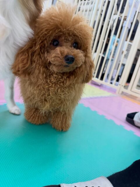 ププちゃん🐶
本日はやん丸や鶴丸にガツンと言われて少ししょんぼりめなププちゃん、しつこく遊びを誘いすぎて怒られてしまいました🤭
しっかり反省した後楽しく走り回ったり、みんなとワンプロを仕掛けあったりして楽しそうに過ごしていました👍

🐾🐶愛犬のお悩みご相談ください🐶🐾
@kenkohmura_official
 ↑フォロー待ってます↑

〒955-0091 新潟県三条市上須頃大割４２８−１
☎︎ 0256-35-2571
✉️ info@kenkohmura.jp
HP: https://kenkohmura.jp
LINE: https://lin.ee/7LIz5sb

#犬幸村#犬の幼稚園 #吠える、噛む #犬のしつけ #トイレ
トイプートイプー可愛いトイプー倶楽部トイプー大好きトイプー可愛すぎる