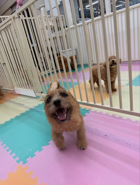 本日の鶴丸🐶
本日は大好きなマロンちゃんやむくちゃん達の匂いを嗅いだり、バロンちゃんやマルちゃん、ブーちゃん達と走り回ったりして楽しそうに過ごしていました👍

🐾🐶愛犬のお悩みご相談ください🐶🐾
@kenkohmura_official
 ↑フォロー待ってます↑

〒955-0091 新潟県三条市上須頃大割４２８−１
☎︎ 0256-35-2571
✉️ info@kenkohmura.jp
HP: https://kenkohmura.jp
LINE: https://lin.ee/7LIz5sb

#犬幸村#犬の幼稚園 #吠える、噛む #犬のしつけ #トイレ
ノーリッチテリアノーリッチテリア倶楽部ノーリッチテリア大好きノーリッチテリア可愛すぎる