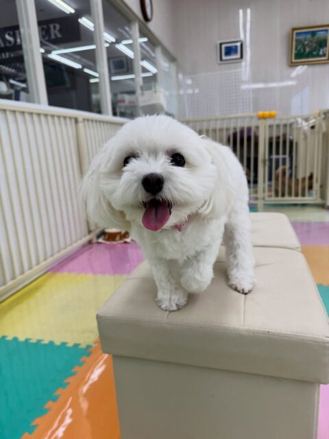 むくちゃん🐶
本日はビビちゃんややん丸、ぽん太達とお腹を出し合ったり、挨拶をしあったりしてコミュニケーションをとっていました🤭
スタッフにも一生懸命構ってアピールをしてきてくれてすごく可愛かったです😍

🐾🐶愛犬のお悩みご相談ください🐶🐾
@kenkohmura_official
 ↑フォロー待ってます↑

〒955-0091 新潟県三条市上須頃大割４２８−１
☎︎ 0256-35-2571
✉️ info@kenkohmura.jp
HP: https://kenkohmura.jp
LINE: https://lin.ee/7LIz5sb

#犬幸村#犬の幼稚園 #吠える、噛む #犬のしつけ #トイレ
ミックスミックス犬ミックス犬可愛いミックス犬倶楽部ミックス犬可愛すぎる