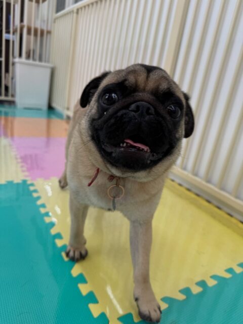ブーちゃん🐶
本日最初はみんなに匂いを嗅がれて緊張した様子でしたが、すぐに慣れたようでマルちゃんやぽん太、ププちゃんやバロンちゃん達と走り回ったり、ワンプロを仕掛けあったりして激しく楽しんでいました🤣

🐾🐶愛犬のお悩みご相談ください🐶🐾
@kenkohmura_official
 ↑フォロー待ってます↑

〒955-0091 新潟県三条市上須頃大割４２８−１
☎︎ 0256-35-2571
✉️ info@kenkohmura.jp
HP: https://kenkohmura.jp
LINE: https://lin.ee/7LIz5sb

#犬幸村#犬の幼稚園 #吠える、噛む #犬のしつけ #トイレ
パグパグ可愛いパグ大好きパグ倶楽部パグ可愛すぎる