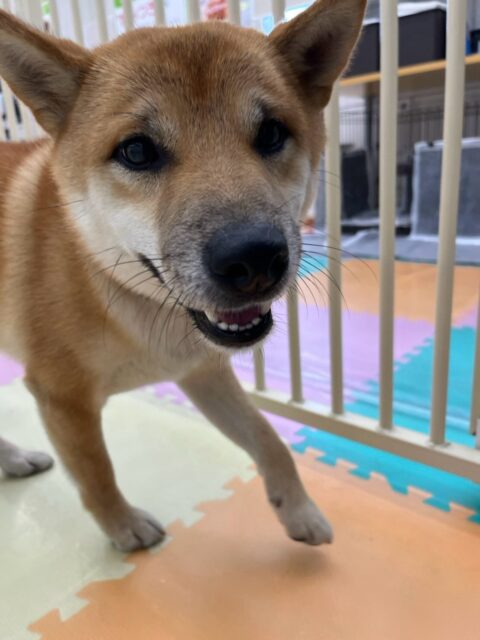 チャリーちゃん🐶
本日は檸檬ちゃんやペリーちゃん、ポンちゃんや幼稚園体験に来てくれた子達と永遠に走り回ったり、みんなで激しいワンプロを仕掛けあったりして1日を過ごしていました🤣

🐾🐶愛犬のお悩みご相談ください🐶🐾
@kenkohmura_official
 ↑フォロー待ってます↑

〒955-0091 新潟県三条市上須頃大割４２８−１
☎︎ 0256-35-2571
✉️ info@kenkohmura.jp
HP: https://kenkohmura.jp
LINE: https://lin.ee/7LIz5sb

#犬幸村#犬の幼稚園 #吠える、噛む #犬のしつけ #トイレ
柴犬柴犬可愛い柴犬倶楽部柴犬可愛いすぎる柴犬大好き