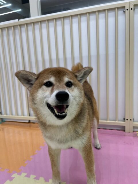檸檬ちゃん🐶
本日はププちゃんや幼稚園体験に来てくれた子が気になるようで匂いをかいだり、挨拶をしあったりしてコミュニケーションを取っていました👍

🐾🐶愛犬のお悩みご相談ください🐶🐾
@kenkohmura_official
 ↑フォロー待ってます↑

〒955-0091 新潟県三条市上須頃大割４２８−１
☎︎ 0256-35-2571
✉️ info@kenkohmura.jp
HP: https://kenkohmura.jp
LINE: https://lin.ee/7LIz5sb

#犬幸村#犬の幼稚園 #吠える、噛む #犬のしつけ #トイレ
柴犬柴犬可愛い柴犬倶楽部柴犬可愛いすぎる柴犬大好き