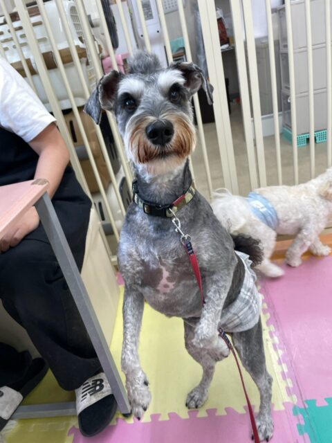 ペリーちゃん🐶
本日歯磨きトレーニングを開始して1年8ヶ月が経ちました
歯の状態は変わりなく、しっかりとキープできています‼️このまま継続を意識して歯磨きを続けていきましょう✊

園内ではチャリーちゃんやマロンちゃん、ポンちゃんやオレオちゃん達と走り回ったり、みんなで追いかけっこをしたりしてはしゃぎ回って過ごしていました🤭

🐾🐶愛犬のお悩みご相談ください🐶🐾
@kenkohmura_official
 ↑フォロー待ってます↑

〒955-0091 新潟県三条市上須頃大割４２８−１
☎︎ 0256-35-2571
✉️ info@kenkohmura.jp
HP: https://kenkohmura.jp
LINE: https://lin.ee/7LIz5sb

#犬幸村#犬の幼稚園 #吠える、噛む #犬のしつけ #トイレ
シュナシュナウザー可愛いシュナウザー倶楽部シュナウザー可愛すぎるシュナウザー大好き