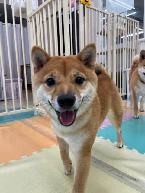 初来園のポンちゃん🐶
本日は園内でもかなりやんちゃなチャリーちゃんやペリーちゃん達と走り回ったり、激しいお話し合いを繰り広げて楽しそうに過ごしていました👍

🐾🐶愛犬のお悩みご相談ください🐶🐾
@kenkohmura_official
 ↑フォロー待ってます↑

〒955-0091 新潟県三条市上須頃大割４２８−１
☎︎ 0256-35-2571
✉️ info@kenkohmura.jp
HP: https://kenkohmura.jp
LINE: https://lin.ee/7LIz5sb

#犬幸村#犬の幼稚園 #吠える、噛む #犬のしつけ #トイレ
豆柴豆柴可愛い豆柴倶楽部豆柴可愛すぎる豆柴大好き