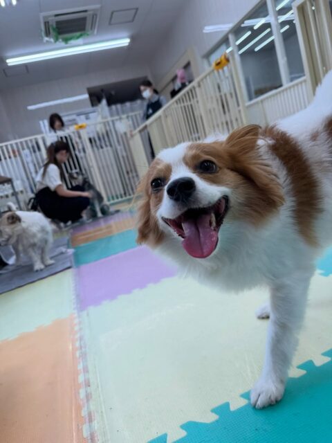マロンちゃん🐶
本日も、リラちゃんやププちゃん、やん丸達にたくさん遊びを誘われたりして本日もモテモテのマロンちゃんでした🤭
相変わらずのモテモテっぷりで男の子も女の子も関係なしでした👏

🐾🐶愛犬のお悩みご相談ください🐶🐾
@kenkohmura_official
 ↑フォロー待ってます↑

〒955-0091 新潟県三条市上須頃大割４２８−１
☎︎ 0256-35-2571
✉️ info@kenkohmura.jp
HP: https://kenkohmura.jp
LINE: https://lin.ee/7LIz5sb

#犬幸村#犬の幼稚園 #吠える、噛む #犬のしつけ #トイレ
パピヨンパピヨン可愛いパピヨン倶楽部パピヨン可愛いすぎるパピヨン大好き
