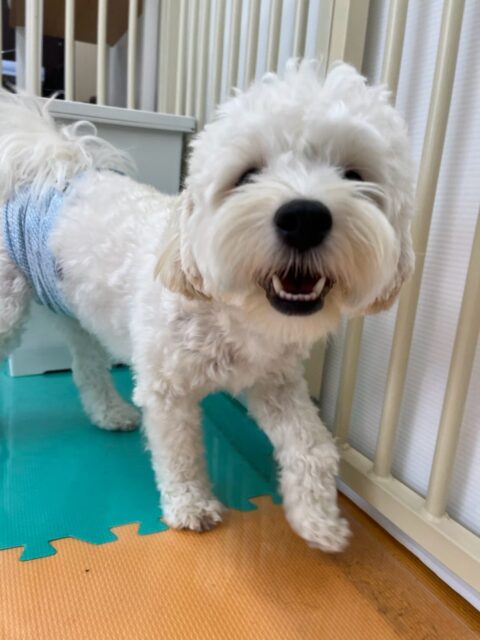 ふうちゃん🐶
本日はププちゃんやチャリーちゃん、ペリーちゃん達と走り回ったり、みんなで激しいワンプロを仕掛けあったりして夕方まで遊んでいました🤭
最後の方は流石に疲れたのかまったりモードでうとうとしていました🤣

🐾🐶愛犬のお悩みご相談ください🐶🐾
@kenkohmura_official
 ↑フォロー待ってます↑

〒955-0091 新潟県三条市上須頃大割４２８−１
☎︎ 0256-35-2571
✉️ info@kenkohmura.jp
HP: https://kenkohmura.jp
LINE: https://lin.ee/7LIz5sb

#犬幸村#犬の幼稚園 #吠える、噛む #犬のしつけ #トイレ
ミックスミックス犬ミックス犬可愛いミックス犬倶楽部ミックス犬可愛すぎる