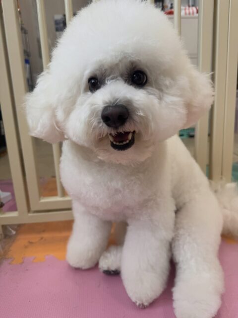 ピピちゃん🐶
本日は大吉ちゃんやとらのすけちゃん、ぽん太達と走り回ったり、みんなで激しいお話し合いをしたりして過ごしていました🤭

🐾🐶愛犬のお悩みご相談ください🐶🐾
@kenkohmura_official
 ↑フォロー待ってます↑

〒955-0091 新潟県三条市上須頃大割４２８−１
☎︎ 0256-35-2571
✉️ info@kenkohmura.jp
HP: https://kenkohmura.jp
LINE: https://lin.ee/7LIz5sb

#犬幸村#犬の幼稚園 #吠える、噛む #犬のしつけ #トイレ
ビションビション可愛いビション倶楽部ビション大好きビション可愛すぎる