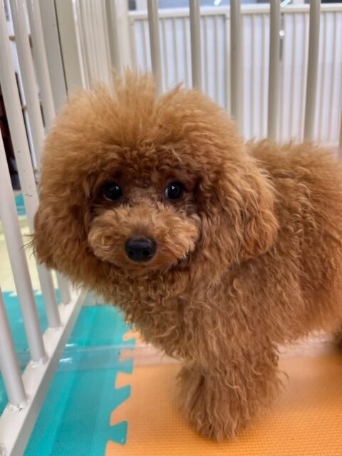ププちゃん🐶
本日はマロンちゃんやリラちゃん、ポンちゃん達と遊び回ったり、みんなを遊びに誘ったりして過ごしていました🤭
お散歩も普段と違うスタッフとでしたが、楽しそうにお散歩できていてよかったです👏

🐾🐶愛犬のお悩みご相談ください🐶🐾
@kenkohmura_official
 ↑フォロー待ってます↑

〒955-0091 新潟県三条市上須頃大割４２８−１
☎︎ 0256-35-2571
✉️ info@kenkohmura.jp
HP: https://kenkohmura.jp
LINE: https://lin.ee/7LIz5sb

#犬幸村#犬の幼稚園 #吠える、噛む #犬のしつけ #トイレ
トイプートイプー可愛いトイプー倶楽部トイプー可愛いすぎるトイプー大好き